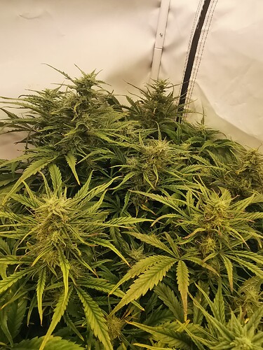 Growreport Bild 4