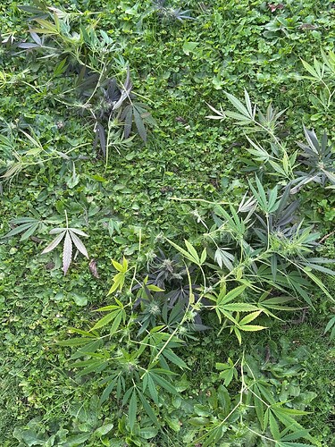 Growreport Bild 32