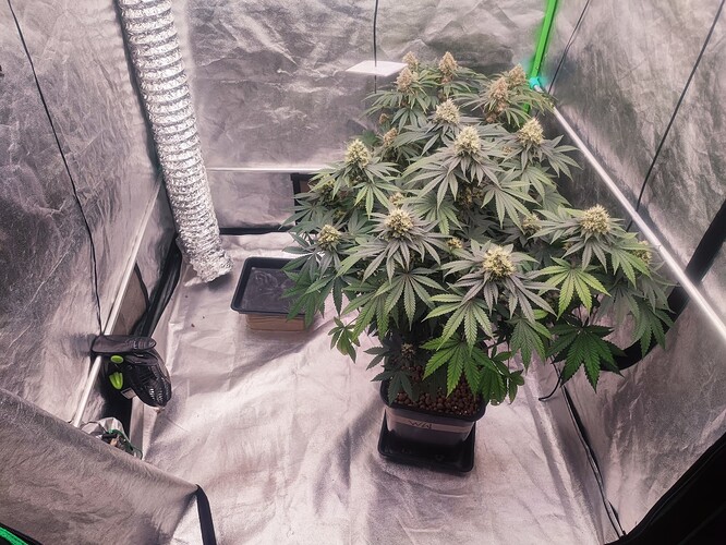 Growreport Bild 29