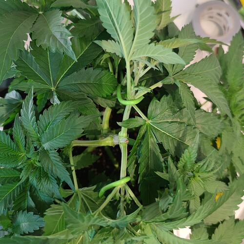 Growreport Bild 24