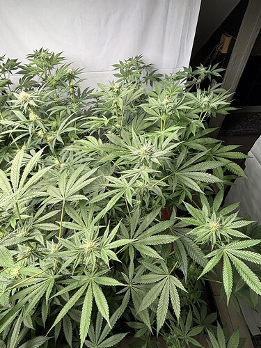 Growreport Bild 13