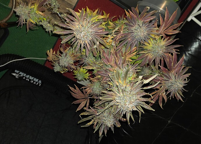 Growreport Bild 53