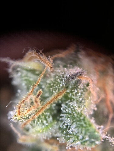 Growreport Bild 90