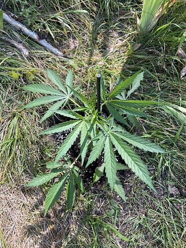 Growreport Bild 15