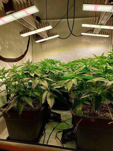 Growreport Bild 7