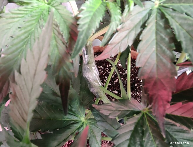 Growreport Bild 15