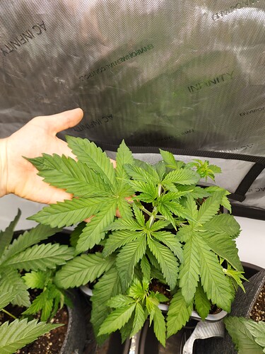 Growreport Bild 2