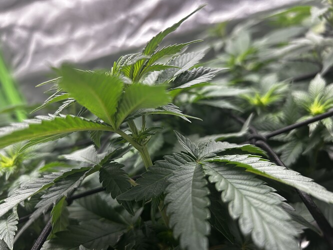 Growreport Bild 12