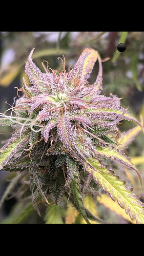 Growreport Bild 11