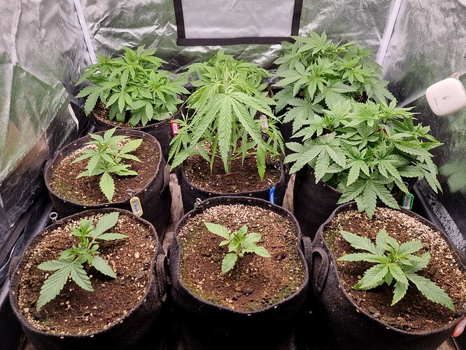 Sechs junge Cannabispflanzen in Stofftöpfen, die in einer Growbox stehen. Die Pflanzen sind in verschiedenen Wachstumsstadien, von sehr jung bis etwas fortgeschrittener.