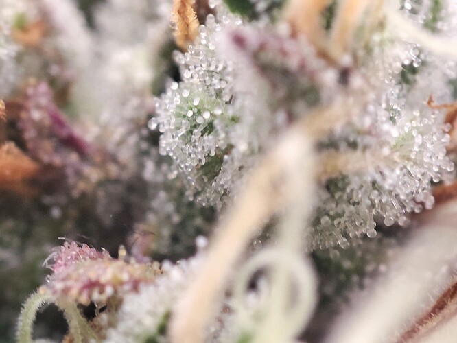 Growreport Bild 9