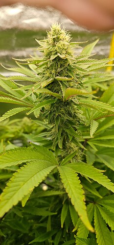 Growreport Bild 22