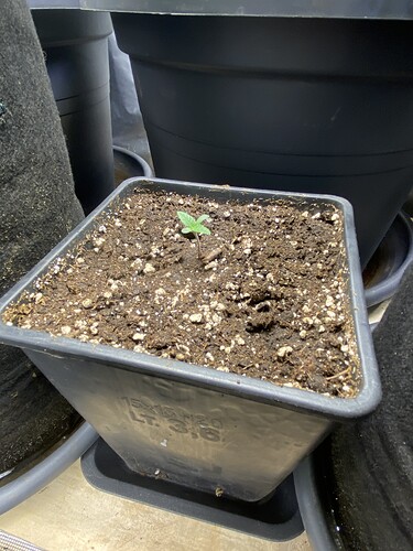 Growreport Bild 67