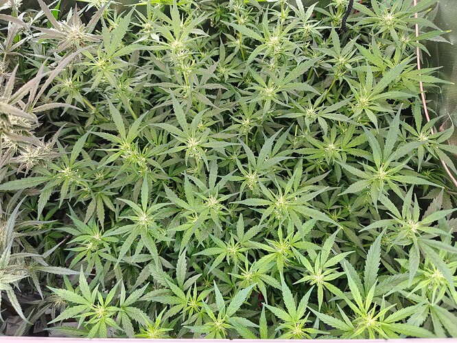 Growreport Bild 5