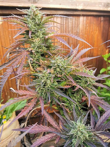 Growreport Bild 15