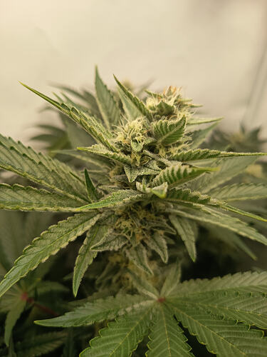 Growreport Bild 35