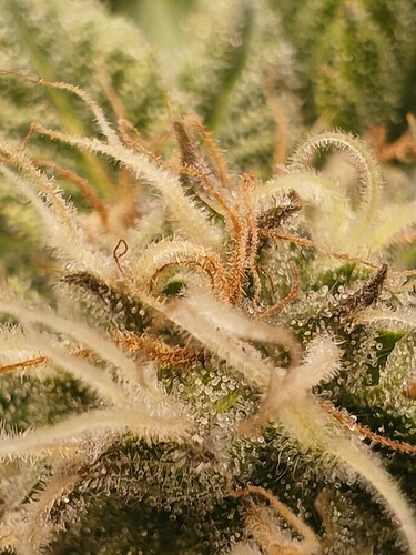 Growreport Bild 5