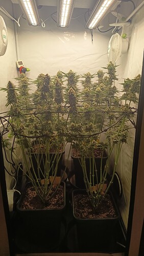 Growreport Bild 6
