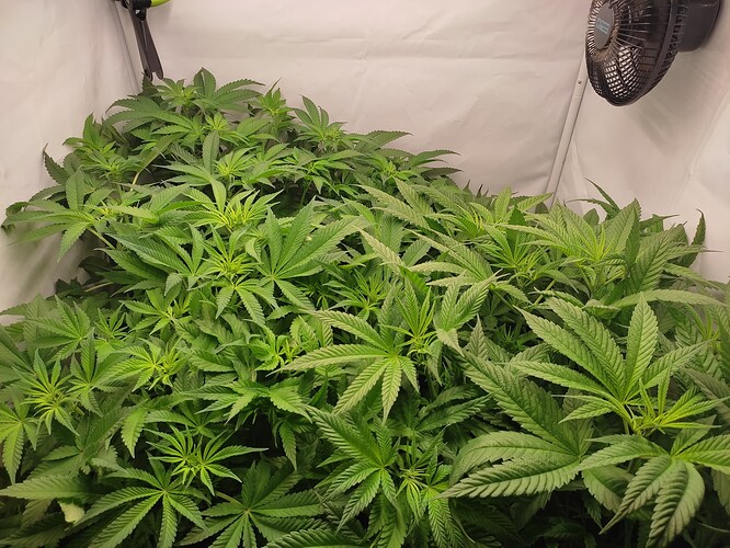 Growreport Bild 18