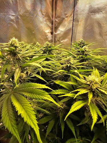 Growreport Bild 9