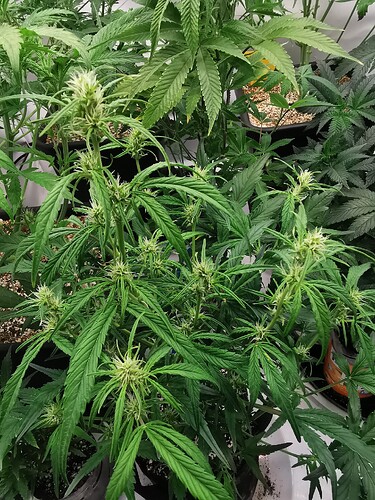 Growreport Bild 2