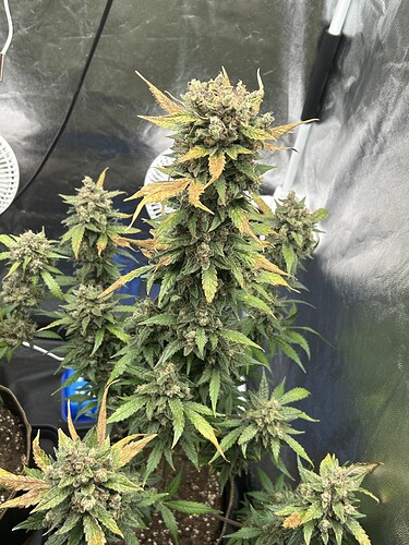 Growreport Bild 4