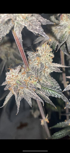 Growreport Bild 25