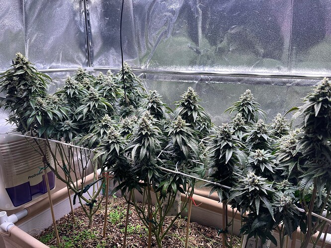 Growreport Bild 2