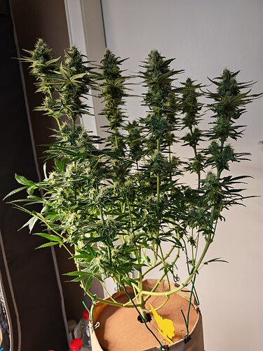 Growreport Bild 13