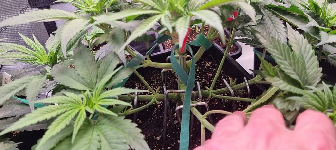 Growreport Bild 3