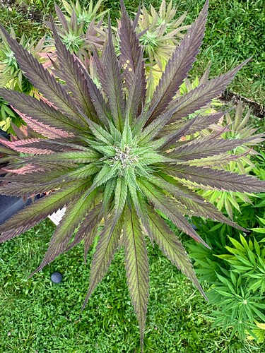 Growreport Bild 6