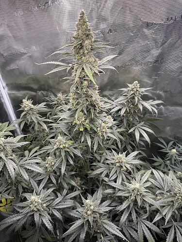 Growreport Bild 13