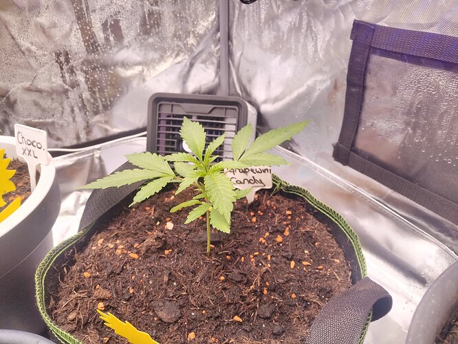 Growreport Bild 4