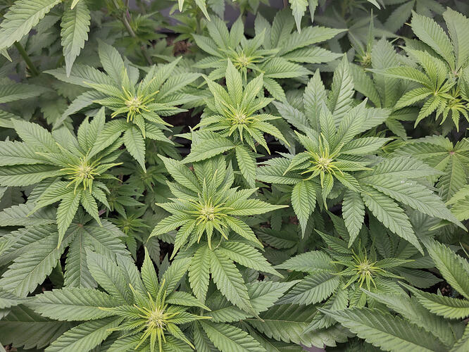 Growreport Bild 3