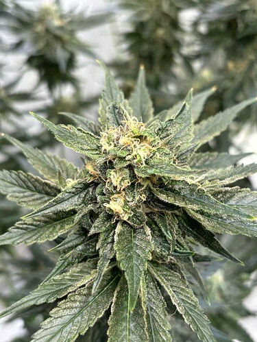 Growreport Bild 25