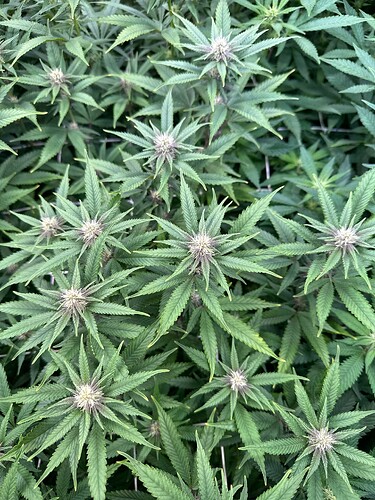 Growreport Bild 21