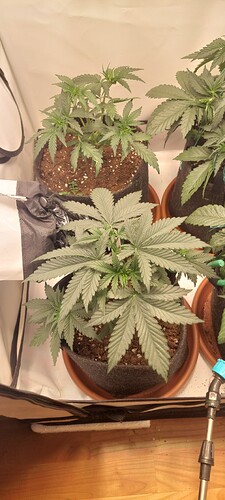 Growreport Bild 2