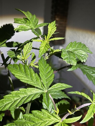 Growreport Bild 41