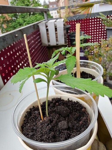 Growreport Bild 1