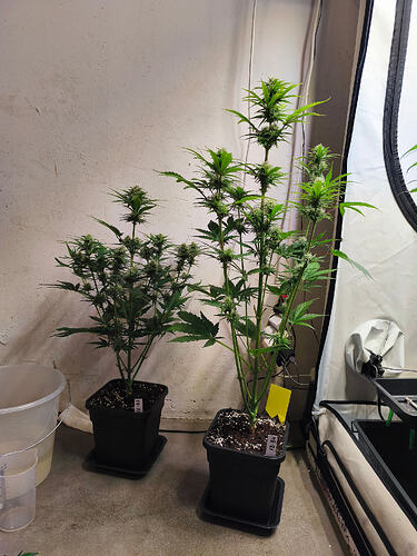 Growreport Bild 3