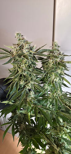 Growreport Bild 49
