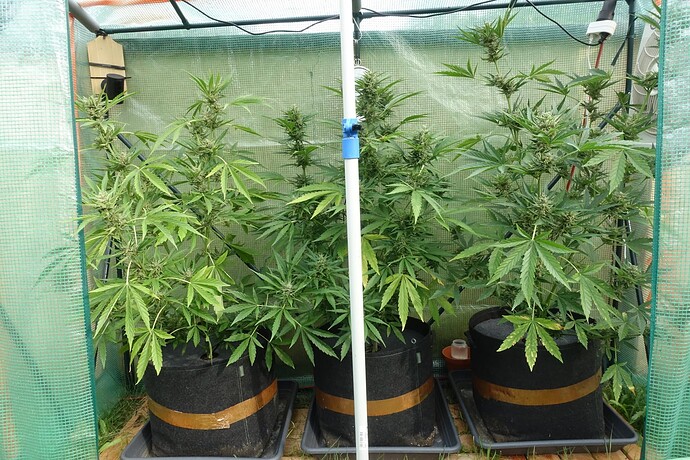 Growreport Bild 1