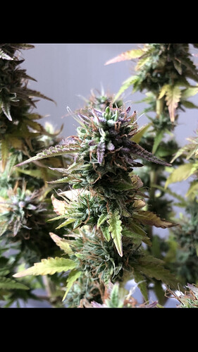 Growreport Bild 10