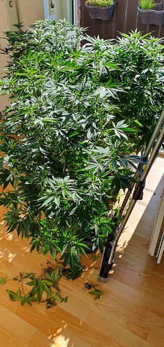 Growreport Bild 5