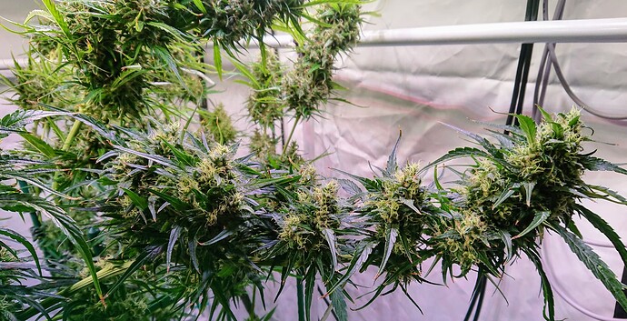 Growreport Bild 19