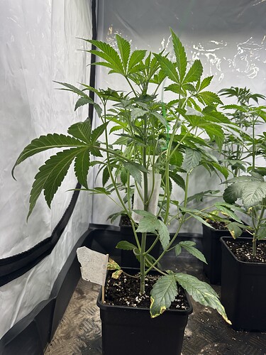 Growreport Bild 13