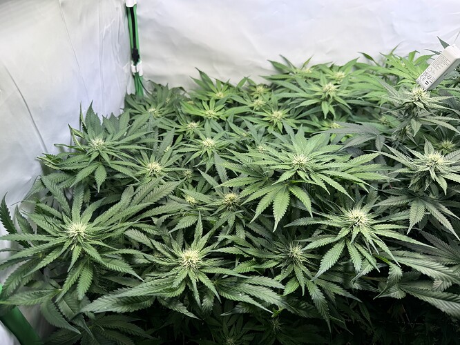 Growreport Bild 23
