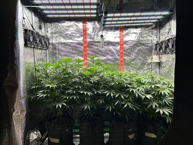 Vier Cannabis-Pflanzen in einem Growzelt unter LED-Beleuchtung, BT 9.