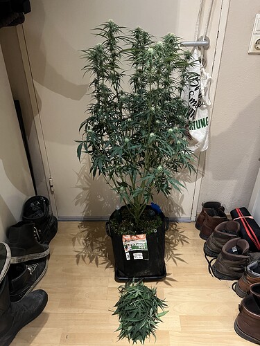 Growreport Bild 1
