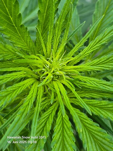 Hawaiian Snow Auto (Ganja Farmer) (Zoom)